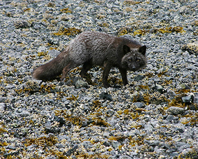 A red fox on a beach on Kodiak Island This is the black or silver color phase Photo by Aaron Christ