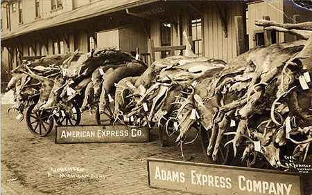 Carts piled high with deer  each with a shipping tag affixed to its antlers  await shipment at a train station in Cheboygan Mich The image is a postcard handwritten on the back Nov 9 1913 emCourtesy Detroit Public Library Burton Historical Collectionem