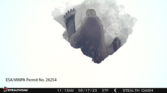 A seal clearing snow at a breathing hole   NMFS ESAMMPA Permit No 26254