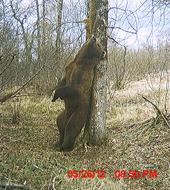 A quotKodiak bearquot rubs on a marking tree on Kodiak Island captured by a trail camera Photo by Robin Overall