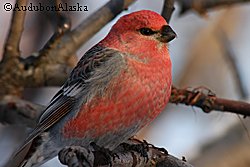 eBirds goal is to maximize the use and accessibility of the vast numbers of bird observations made each year by recreational and professional bird watchers Photo by John Schoen