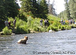 Fishing in Alaska means fishing in bear country