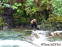 A brown bear fishes  and keeps an eye on the humans  at Sweetheart Creek in Southeast Alaska Kim Titus photo