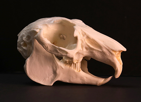 The mystery skull Photo by Jen Curl