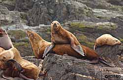 A Steller sea lion pup and mother and a haulout in Southeast Alaska