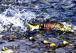 With little water to swim in this Chum salmon seeks deeper water further upstream picture by Steve Dubois