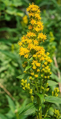 Elegant goldenrod photo courtesy Glenn Brown on iNaturalist