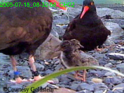 A pair of oystercatchers with two chicks on a beach in Prince William Sound captured by a remote camera