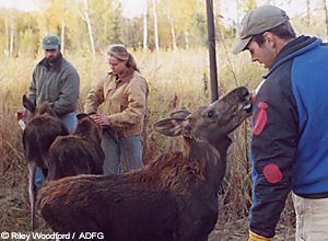 Feeding time Moose researchers John Crouse Stacy Jenkins and Tom Lohuis of the Alaska Department of Fish and Game bottle feed baby moose at the Kenai Moose Research Center near Sterling