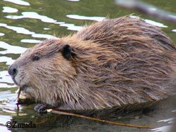 Beaver trapping was extremely important in the 1800s Today beaver rank fifth in Alaska after marten wolf wolverine and otter A beaver pelt fetches about 30 Photo by Frank Zmuda