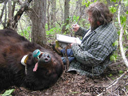 Farley records information on an immobilized bear The bear was later released unharmed