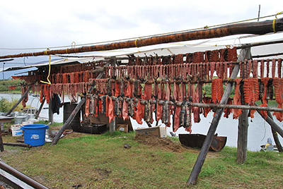 Chum salmon drying on the Kobuk River at Kobuk