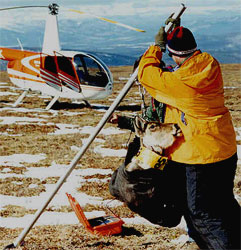 Kyle Joly formerly of USGS now with BLM in Fairbanks weighing an 10 month old caribou