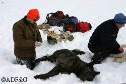 Todd Rinaldi a Fish and Game research biologist who specializes in wolves and their movements and a tranquilized wolf