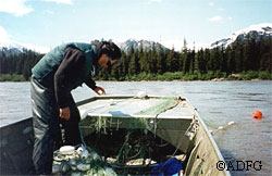 Dave Dreyer SF Fish and Wildlife Tech sets a drift gillnet on the lower Stikine River