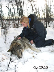 Veterinarian Kimberlee Beckmen examines an immobilized wolf