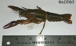Red swamp crawfish collected from the lower Kenai River on July 9 2007 from an ADFampG King Salmon drift gillnet