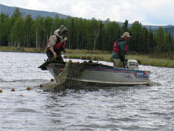Seining for pike