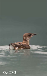 A marbled murrelet To learn more about these fascinating seabirds please call or drop by your local ADFampG area office to receive a copy of  Marbled Murrelets in Southeast Alaska a free ADFampG full color 20page booklet