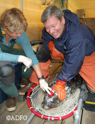 Dr Gail Blundell holds a head mount in place while the epoxy dries Jack Kreinheder restrains the seal  ADFampG 2008 Photo by Amy Carroll