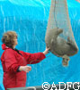 Shawna Karpovich steadies a seal in hoop net as she gets ready to record its weight The seals are lifted  in their hoop nets  out of the whaler with a crane