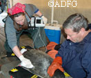 Dr Lori Polasek using ultrasound to record blubber thickness of a seal