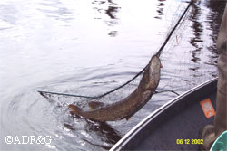 Pike are voracious toplevel carnivores