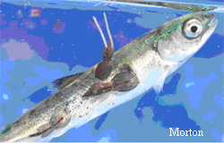 Sea lice on a juvenile salmon The sea louse on the back of the salmon is a fully mature motile adult female and thus the most lethal Photo courtesy of Alexandra Morton