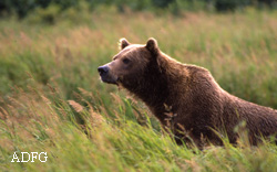 a few strands of hair  with follicles that contain DNA  can identify an idividual bear and reveal the species of bearthe gender and relatedness to other individuals
