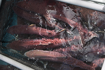 Staff sort ripe or ready to spawn king salmon into a staging basket for egg take Photo by ADFampG staff