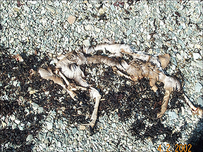 A mortality transect in March 2007 on the North end of Chichagof Island revealed about four dead deer per mile