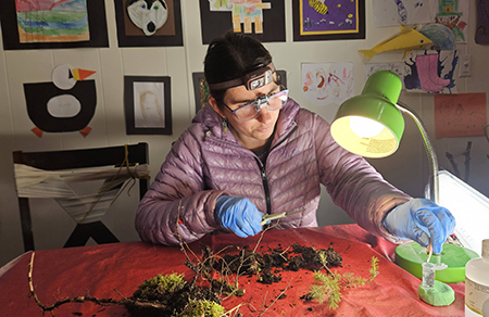 Eva Allaby inspects the root tips of white spruce for mycorrhiza