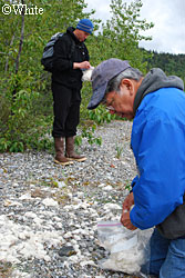 Collecting goat wool