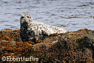 Harbor seals are found in oceans throughout the northern hemisphere