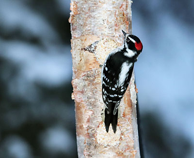 Woodpeckers are wellknown cavity nesters and they create cavities Because they tend to use those nest cavities just a year or two they are important to other birds who later occupy these holes Woodpeckers will also use nest boxes Photo by Katie Christie