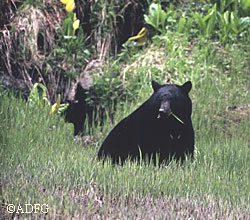 The harvest of black bears is on the rise About 3250 black bears were harvested in Alaska in 2007 and harvest is split between residents and nonresidents