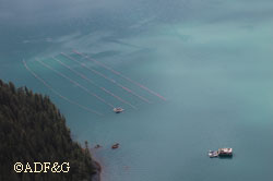 Jim Aguiar farm site facilities and long line gear used for suspended culture of oysters located in Simpson Bay Prince William Sound