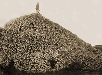 Bison skulls piled high near train tracks Photo Wikimedia commons