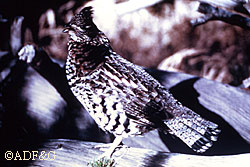 Ruffed grouse are not native to Southcentral Alaska Fish and Game biologists introduced 152 ruffed grouse from the Fairbanks area into the MatSu area around 1990