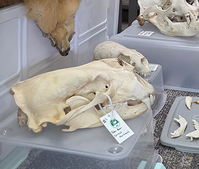 Polar bear skull