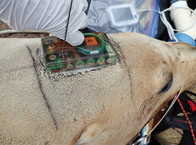 Tags are attached to the fur using twopart epoxy  Temporary black lines are used to position the tag correctly