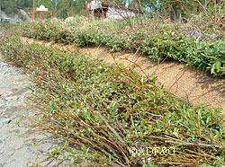 Willows along the riverbanks help stabilize the area against erosion