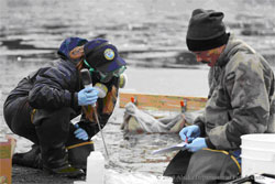 Bioassay tests to confirm the planned rotenone concentration is sufficient to remove northern pike