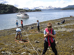 Students conduct an intertidal transect of a beach at tidal Inlet in Glacier Bay examining and documenting to flora and fauna