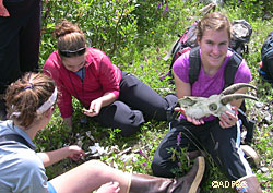 Students examine the skeleton of a mountain goat in Tidal Inlet as Talitha Wilson shows the skull