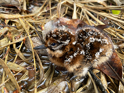 A Wilson39s snipe chick Photo by Shelby McCahon