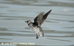 A Kittlitzs murrelet  Photo by John Schoen Audubon Alaska