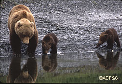 A mother brown bear and her cubs