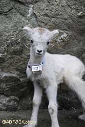 The lambs are equipped with expandable collars that will come off in about a year