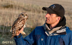 State biologist Travis Booms holds a shorteared owl equipped with a backpack style satellite transmitter Bob Christensen photo not ADFampG